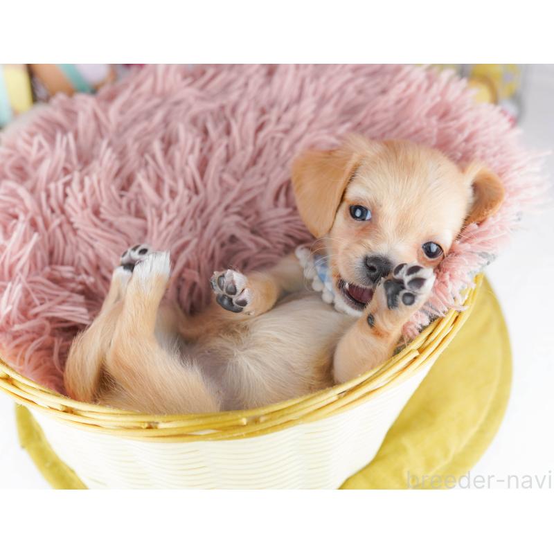 販売中の神奈川県のチワックス:チワワ×ミニチュアダックスフンド-456608の11枚目