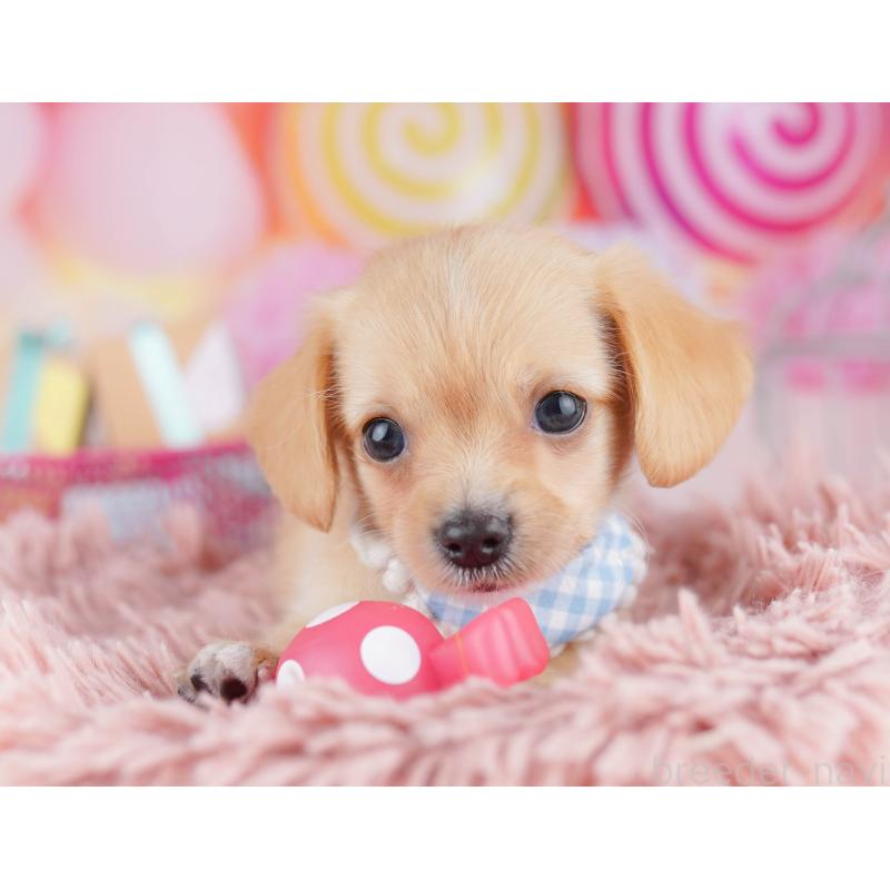 販売中の神奈川県のチワックス:チワワ×ミニチュアダックスフンド-456608の10枚目