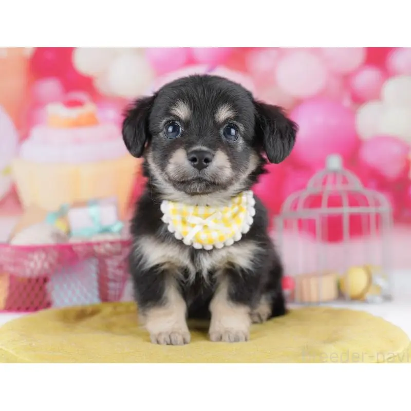 販売中の神奈川県のチワックス:チワワ×ミニチュアダックスフンド-456609の14枚目