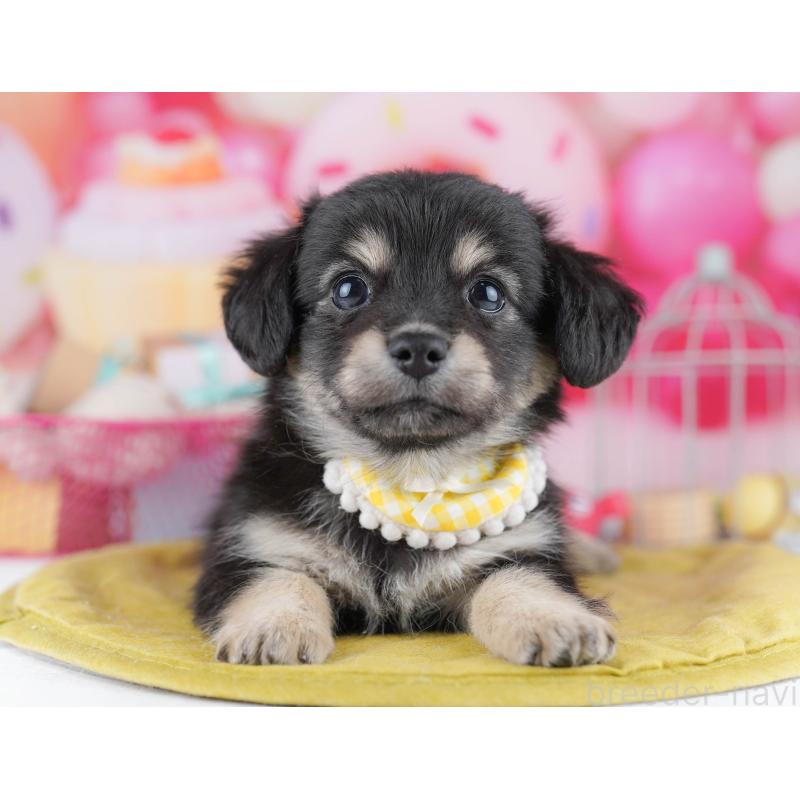 販売中の神奈川県のチワックス:チワワ×ミニチュアダックスフンド-456609の13枚目