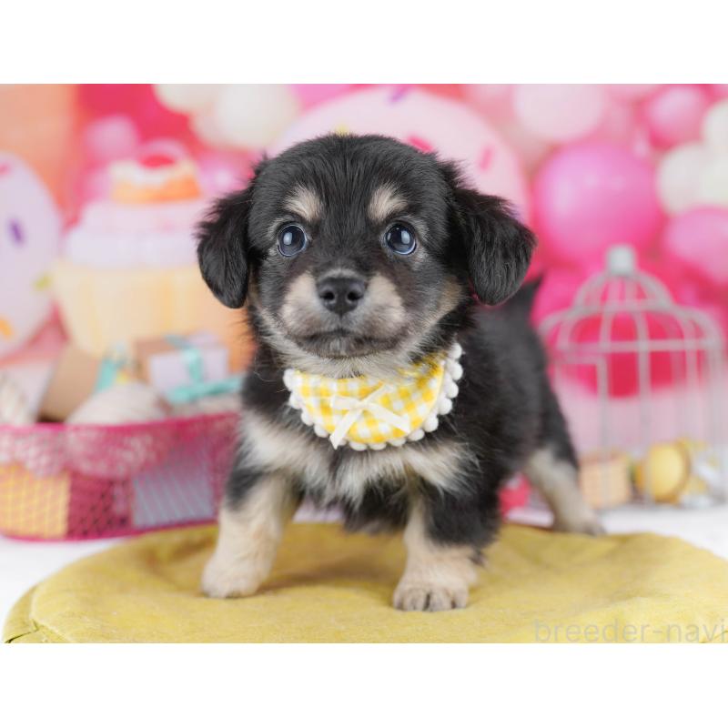 販売中の神奈川県のチワックス:チワワ×ミニチュアダックスフンド-456609の12枚目