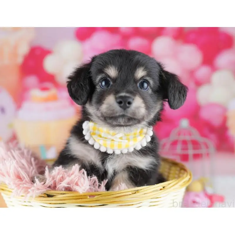 販売中の神奈川県のチワックス:チワワ×ミニチュアダックスフンド-456609の11枚目