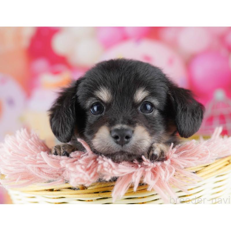 販売中の神奈川県のチワックス:チワワ×ミニチュアダックスフンド-456609の10枚目