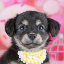 オンライン見学