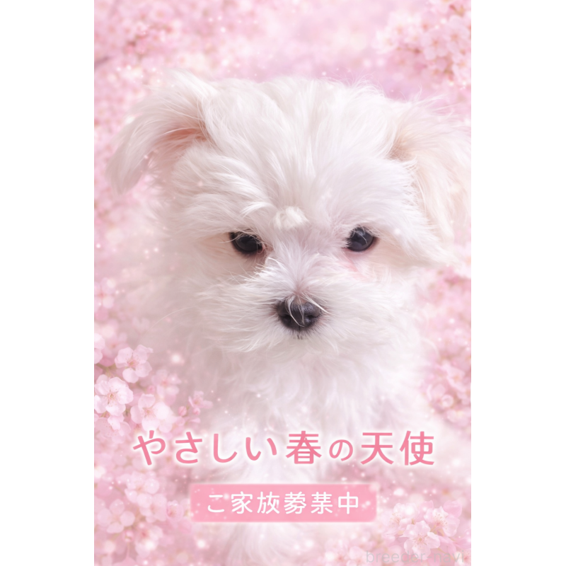 販売中の岐阜県のマルチーズ-444783