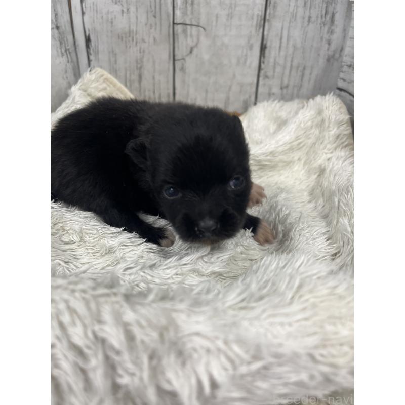 販売中の山梨県のポメラニアン-456611の4枚目