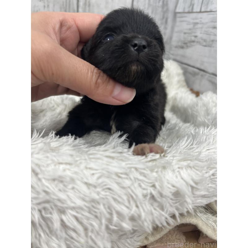 販売中の山梨県のポメラニアン-456611の3枚目