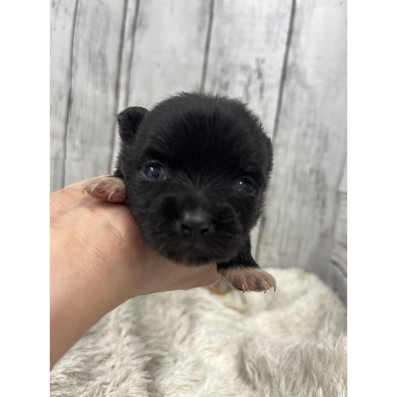 販売中の山梨県のポメラニアン-456611の2枚目