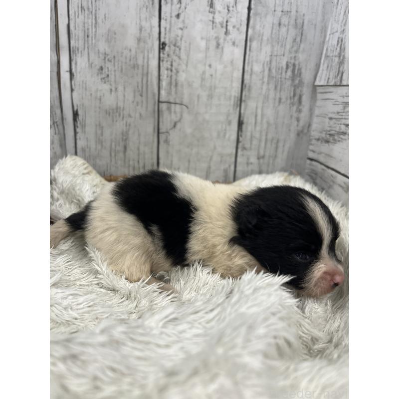 販売中の山梨県のポメラニアン-456612の4枚目