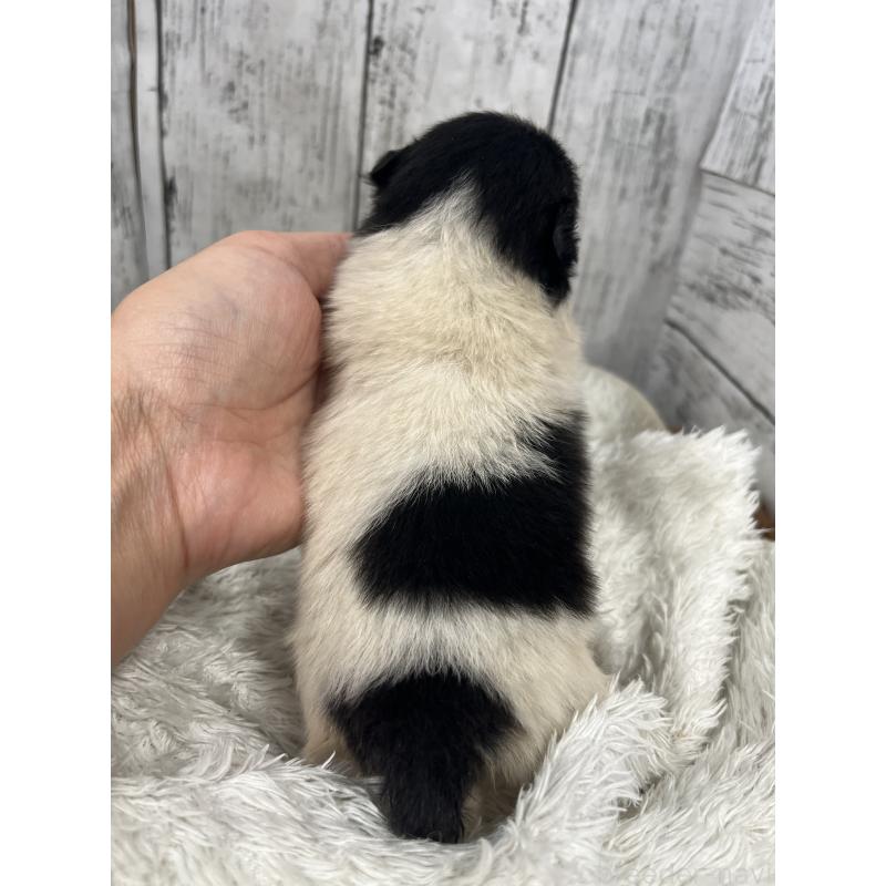 販売中の山梨県のポメラニアン-456612の2枚目