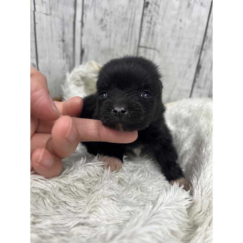 販売中の山梨県のポメラニアン-456613の3枚目