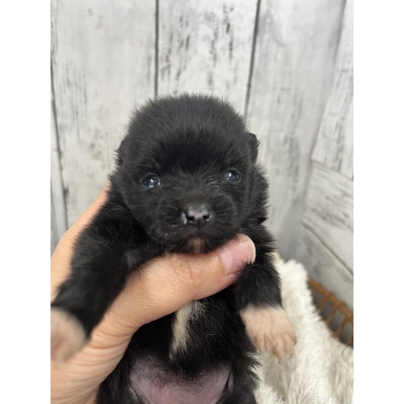 販売中の山梨県のポメラニアン-456613の2枚目