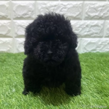 ♀︎トイプードル