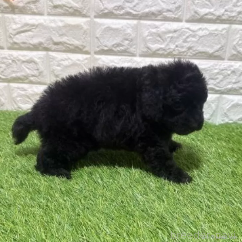 販売中の愛知県のトイプードル-456616の5枚目