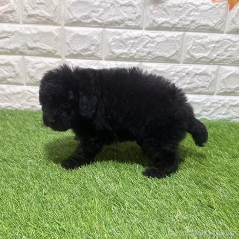 販売中の愛知県のトイプードル-456616の4枚目