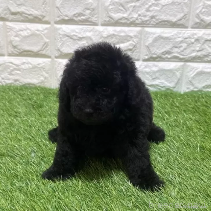 販売中の愛知県のトイプードル-456616の3枚目