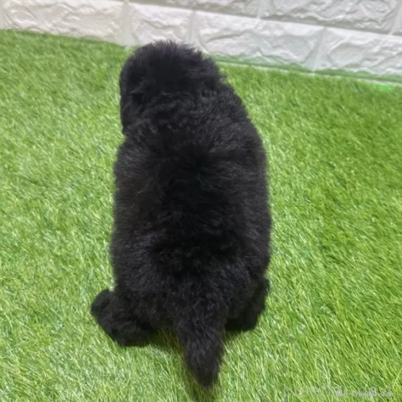 販売中の愛知県のトイプードル-456616の2枚目