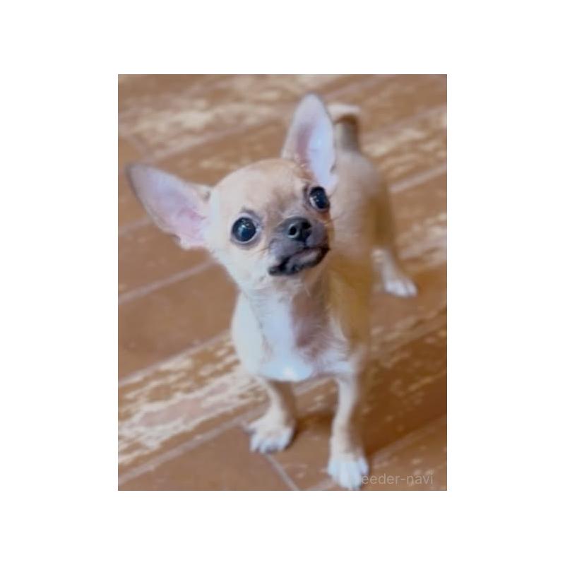 販売中の静岡県のチワワ(スムースコート)-452281