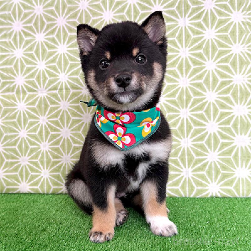 販売中の神奈川県の豆柴-453005