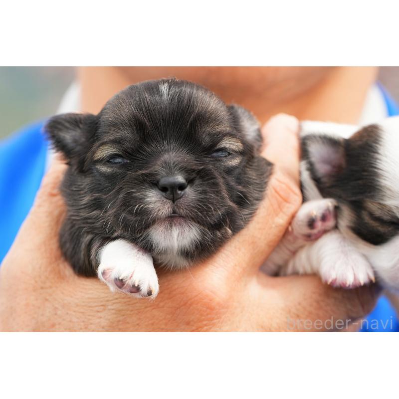 販売中の滋賀県のチワワ(ロングコート)-456617の2枚目