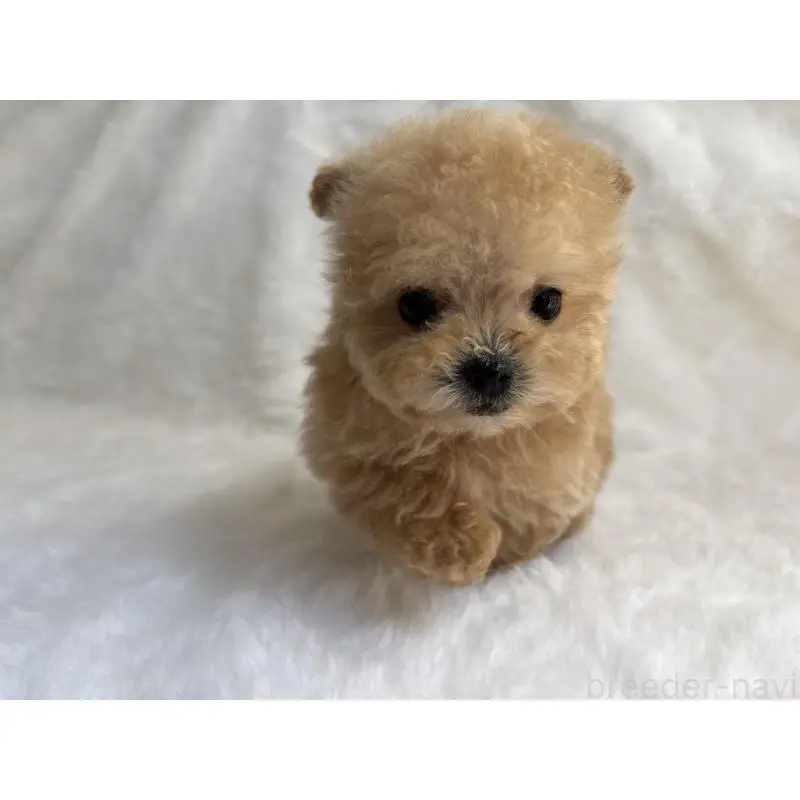 販売中の京都府のタイニープードル-456625の5枚目