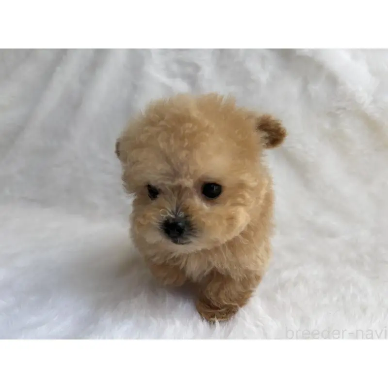 販売中の京都府のタイニープードル-456625の3枚目