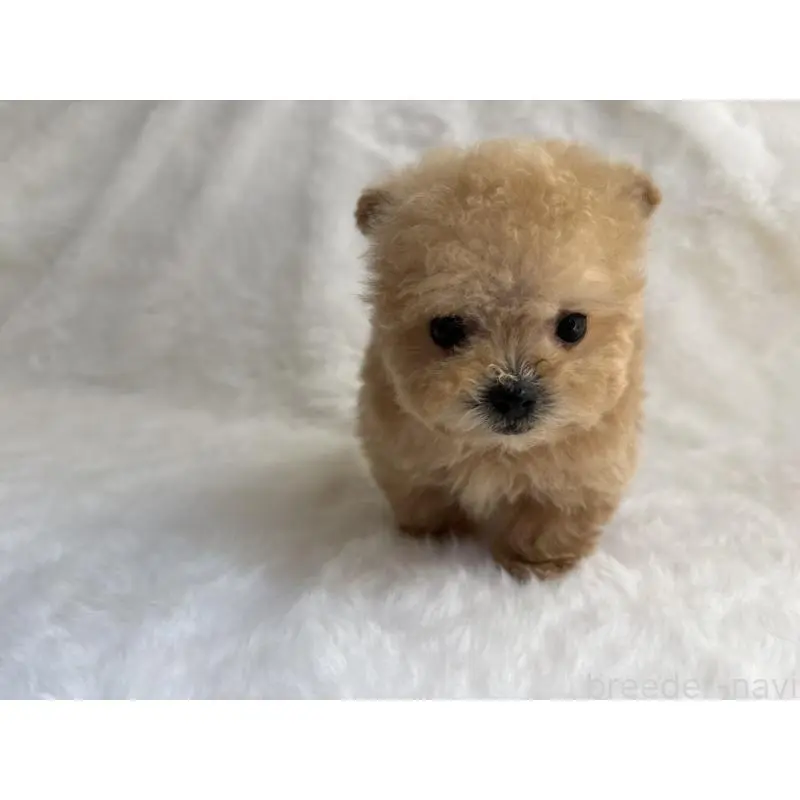 販売中の京都府のタイニープードル-456625の2枚目