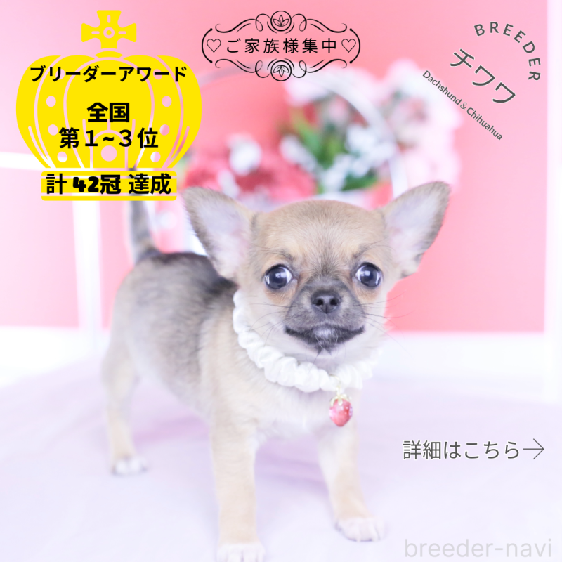 販売中の愛知県のチワワ(スムースコート)-450716