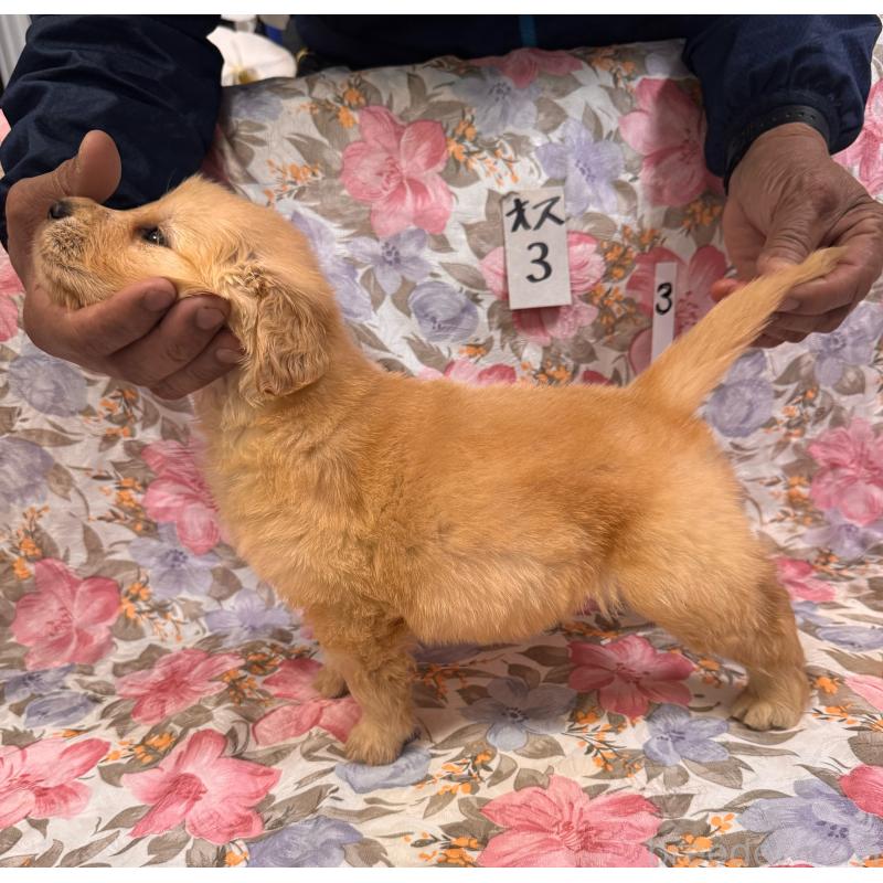 販売中の福岡県のゴールデンレトリーバー-456619の5枚目