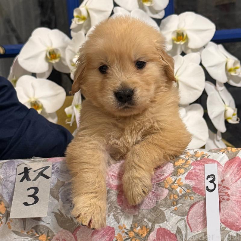 販売中の福岡県のゴールデンレトリーバー-456619の4枚目