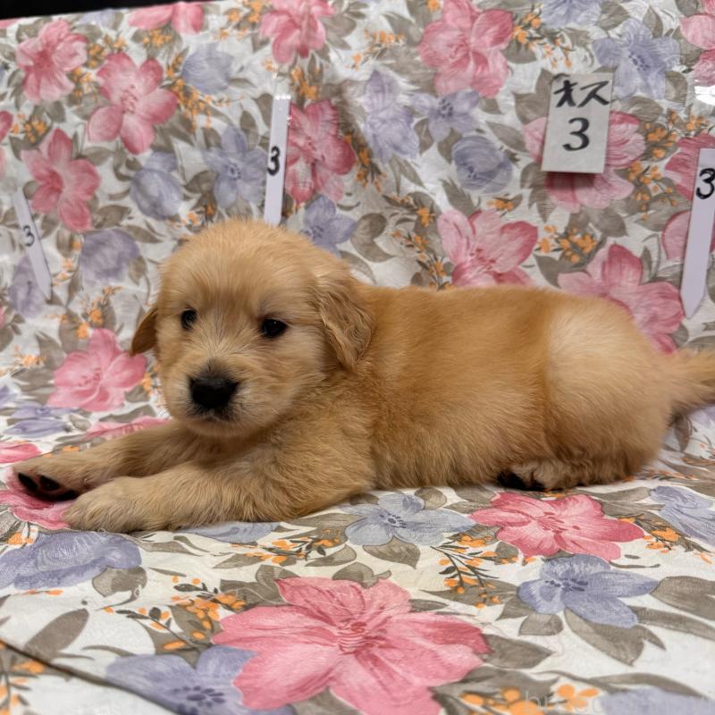 販売中の福岡県のゴールデンレトリーバー-456619