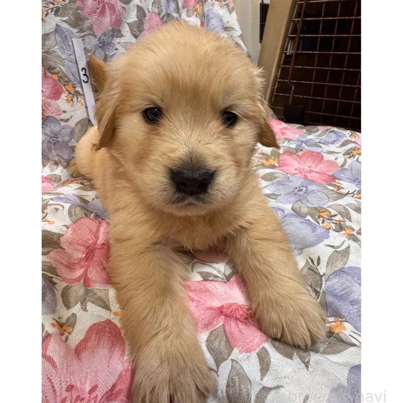 販売中の福岡県のゴールデンレトリーバー-456619の3枚目