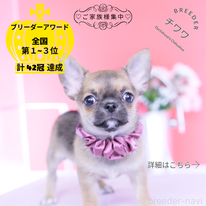 販売中の愛知県のチワワ(スムースコート)-450718