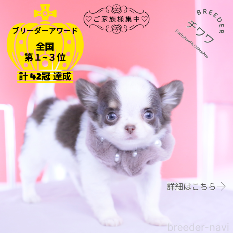 販売中の愛知県のチワワ(ロングコート)-450694