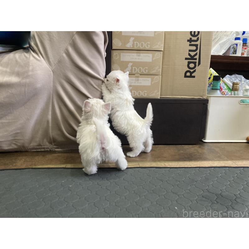 販売中の福岡県のウエストハイランドホワイトテリア(ウエスティ)-456622の3枚目