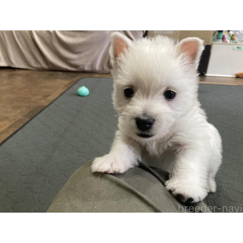 販売中の福岡県のウエストハイランドホワイトテリア(ウエスティ)-456622の2枚目