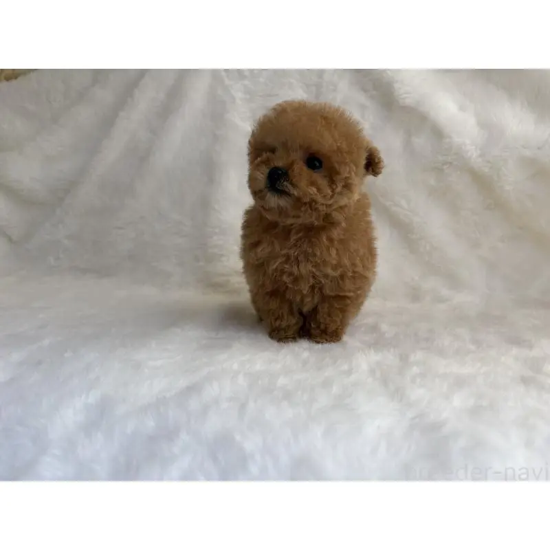販売中の京都府のタイニープードル-456627の4枚目