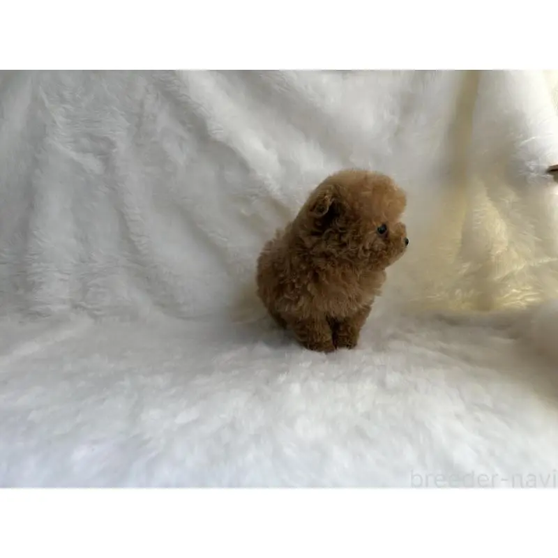 販売中の京都府のタイニープードル-456627の3枚目