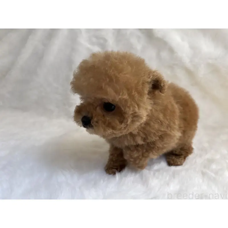 販売中の京都府のタイニープードル-456627の2枚目