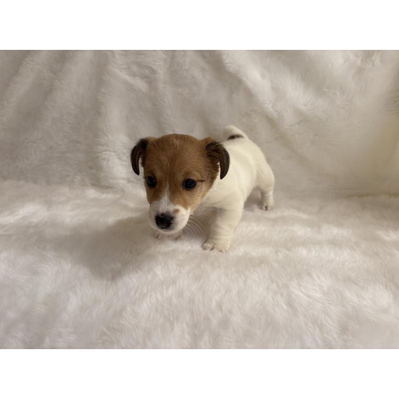 販売中の京都府のジャックラッセルテリア-456639の3枚目