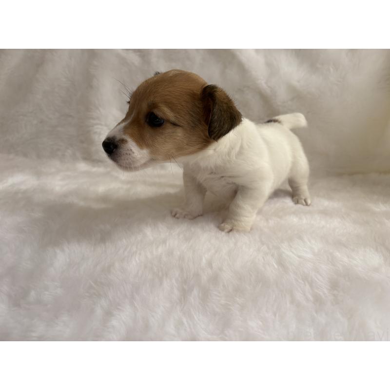 販売中の京都府のジャックラッセルテリア-456639の2枚目