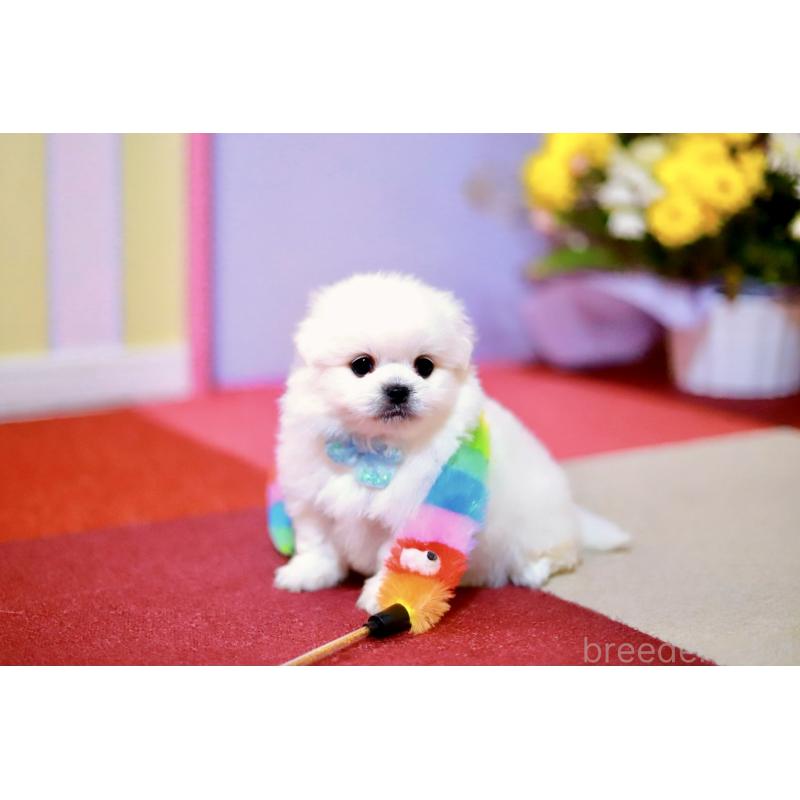 販売中の北海道のミックス犬-456629の7枚目