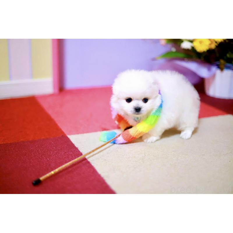 販売中の北海道のミックス犬-456629の6枚目