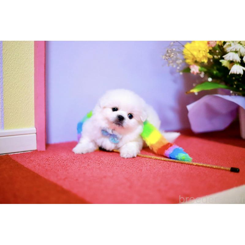 販売中の北海道のミックス犬-456629の5枚目