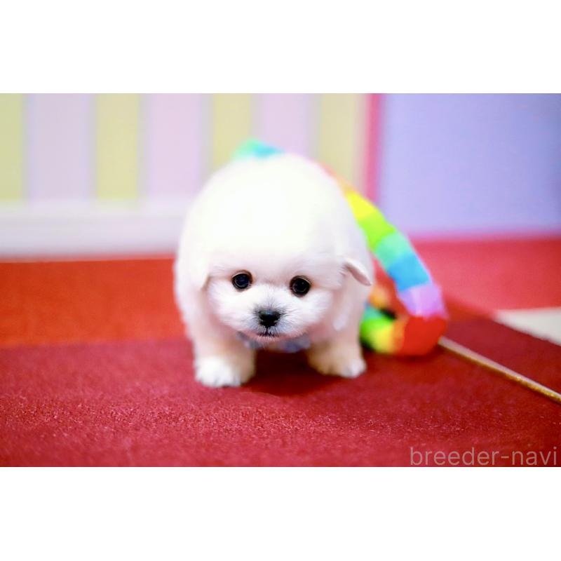 販売中の北海道のミックス犬-456629の4枚目