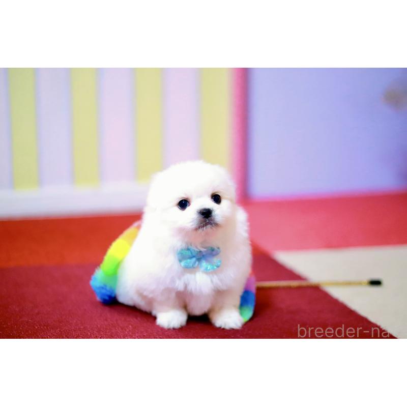 販売中の北海道のミックス犬-456629の3枚目