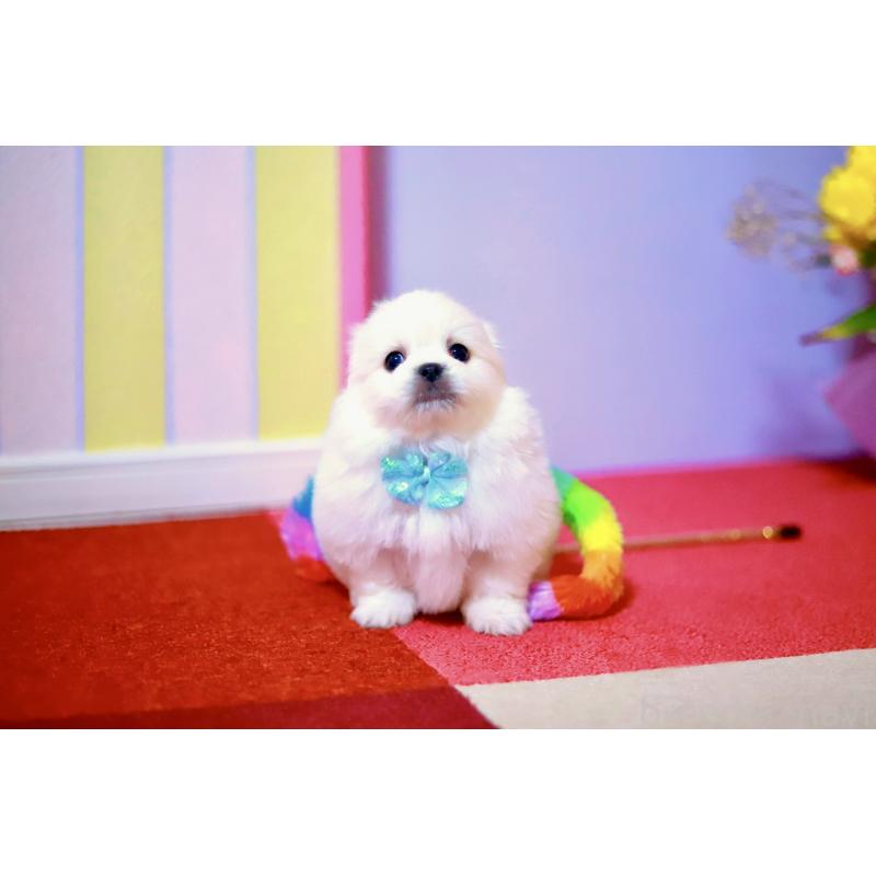 販売中の北海道のミックス犬-456629の2枚目