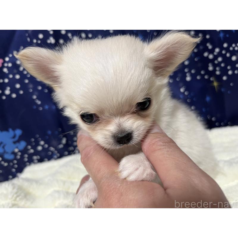 販売中の愛知県のチワワ(ロングコート)-456630の3枚目