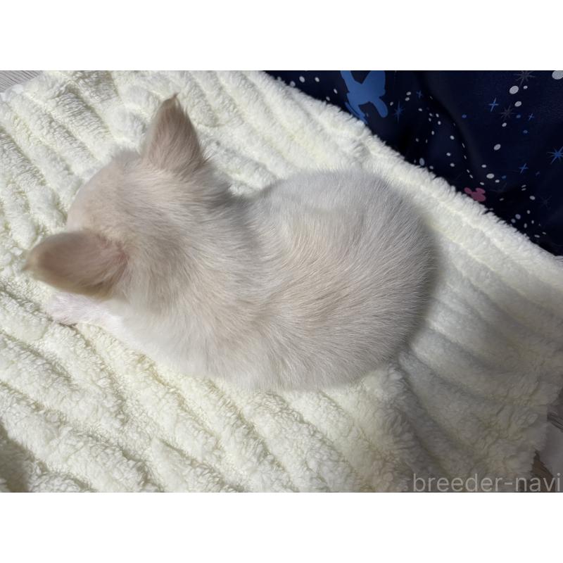 販売中の愛知県のチワワ(ロングコート)-456630の2枚目