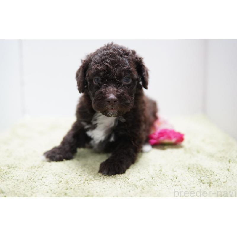 販売中の神奈川県のロマーニャウォータードッグ(ラゴット)-456632の3枚目